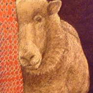 Shy Sheep Drawing